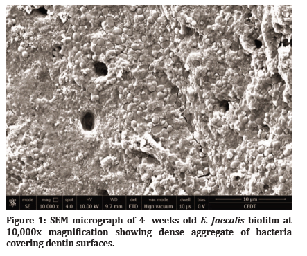 Medical-Dental-bacteria