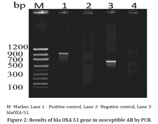 medical-dental-science-carbapenamase